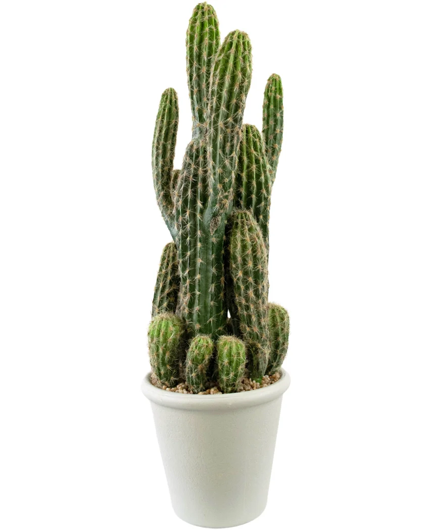 Miniatuur 1