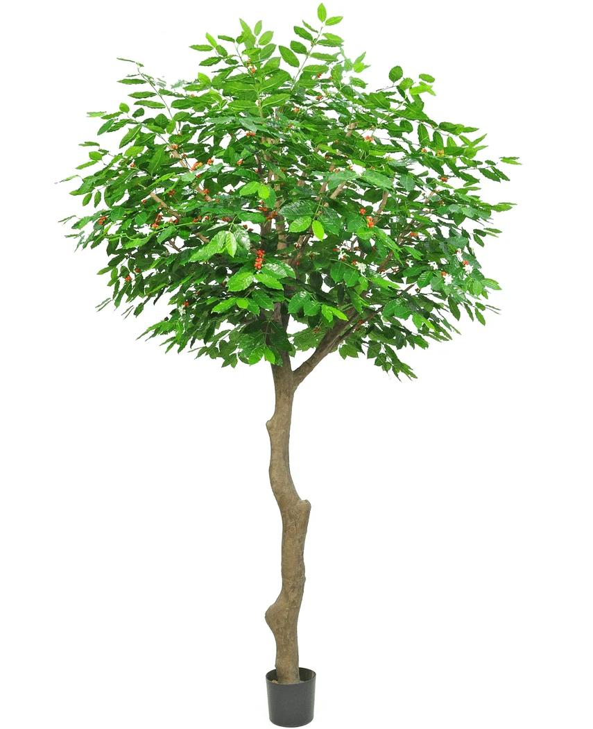 Miniatuur 1