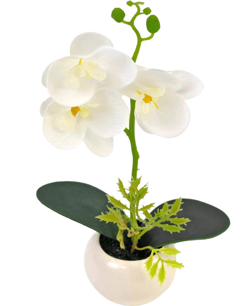 Miniatuur 1