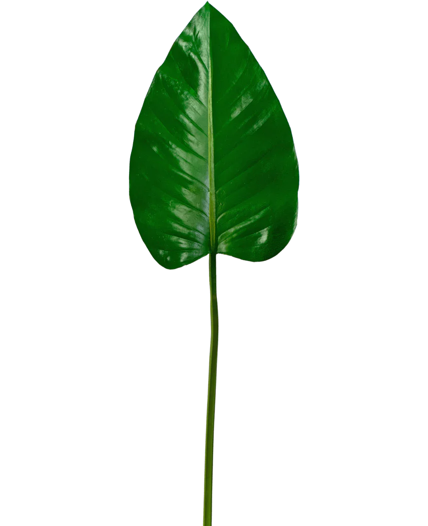 Productafbeelding 1