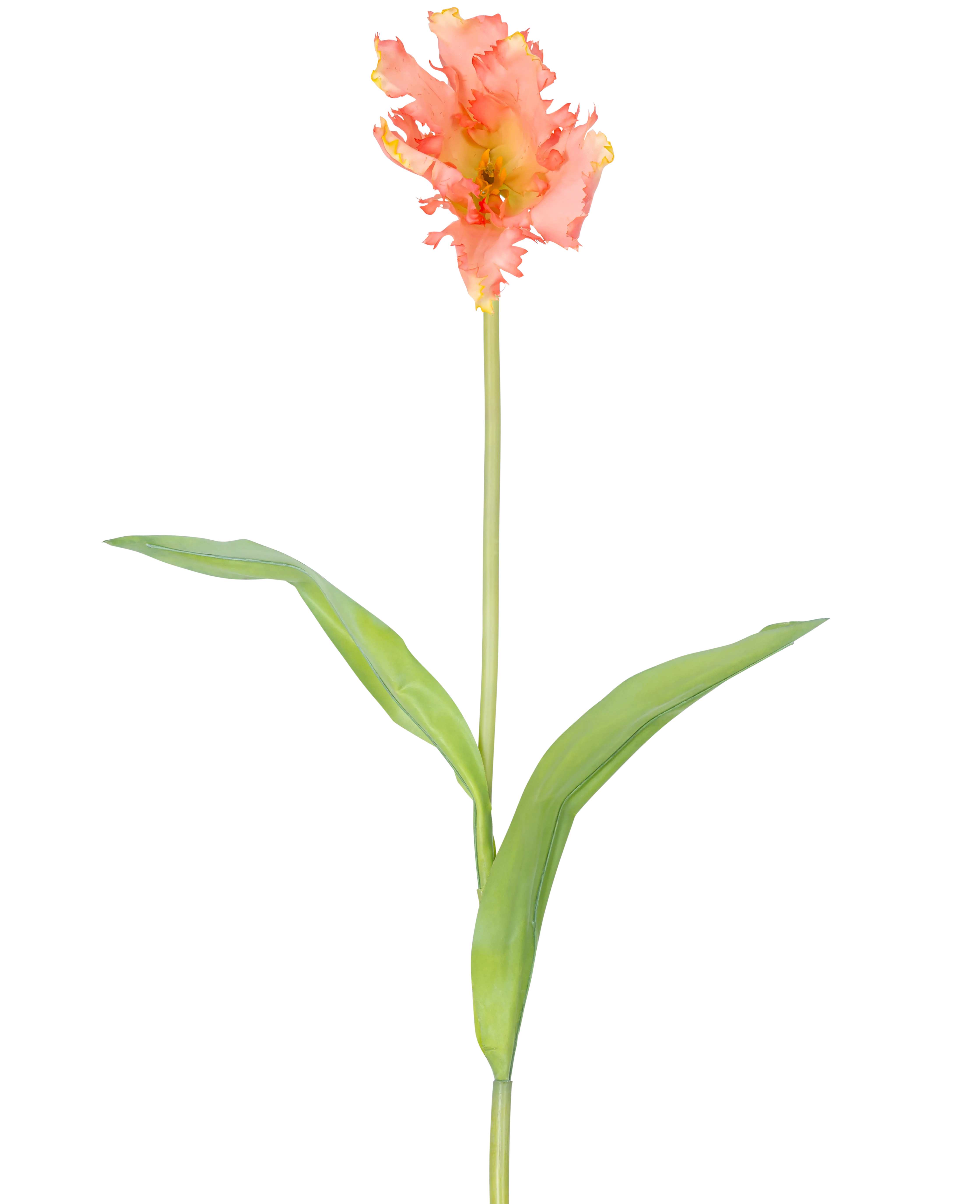 Miniatuur 1