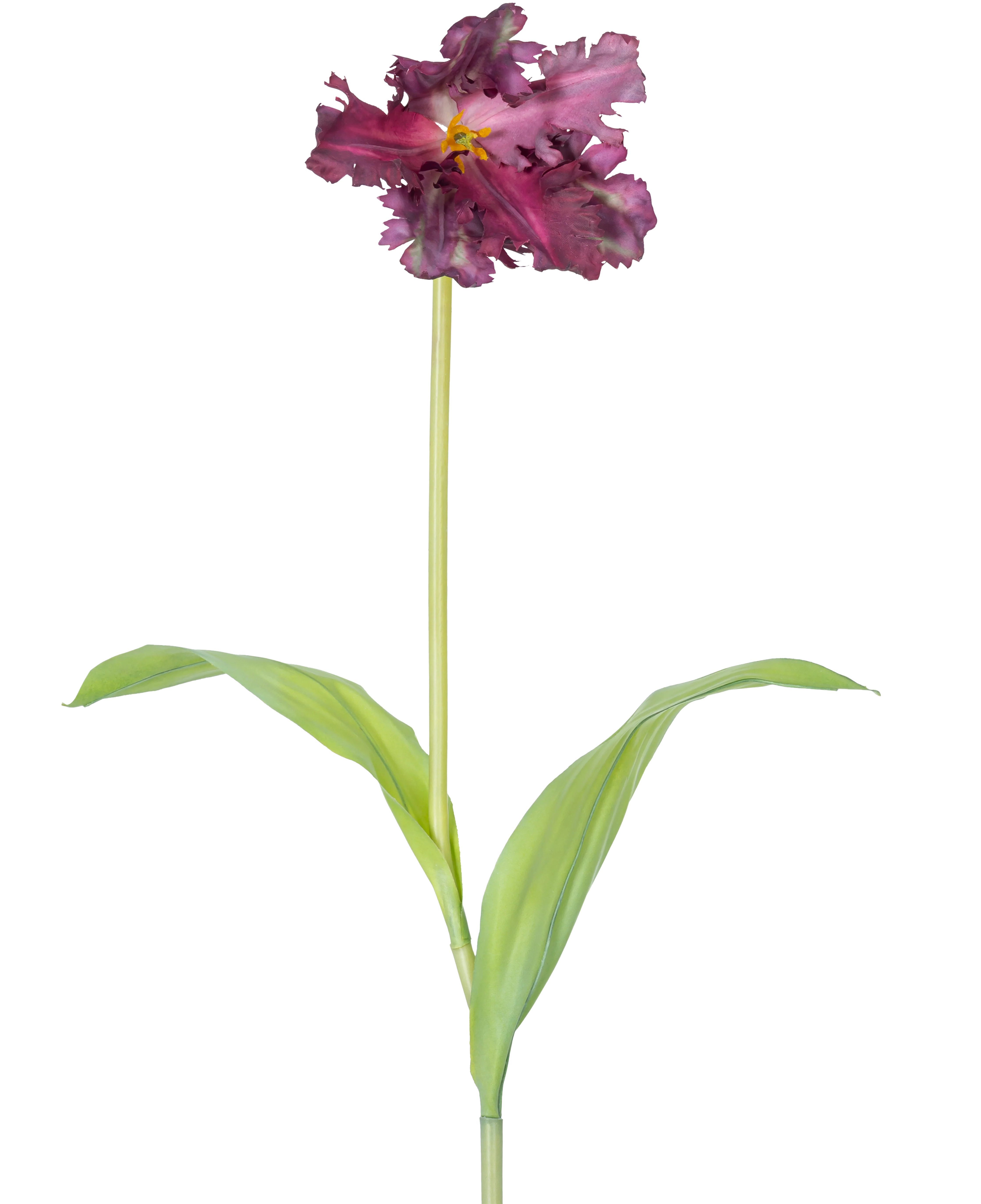 Miniatuur 1
