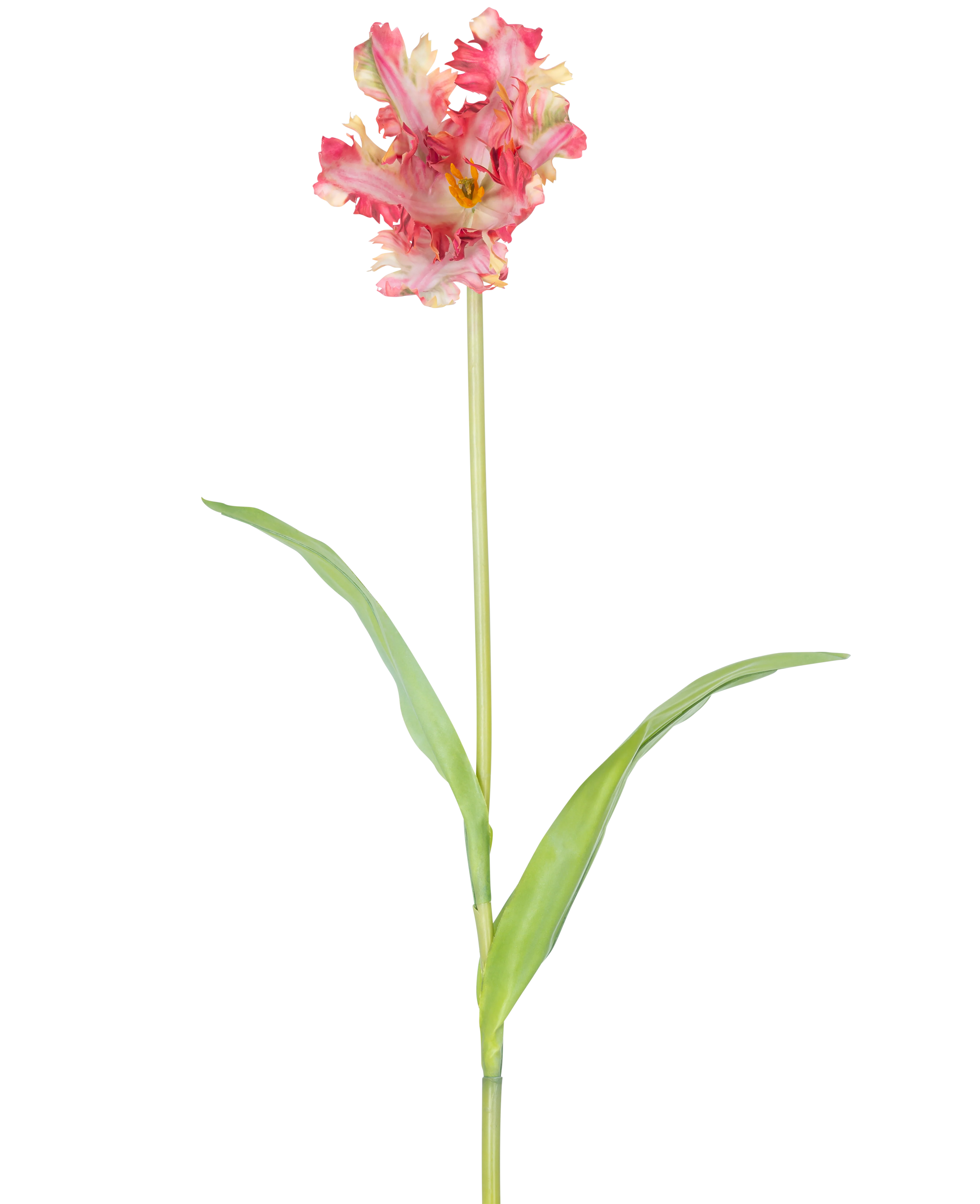 Miniatuur 1