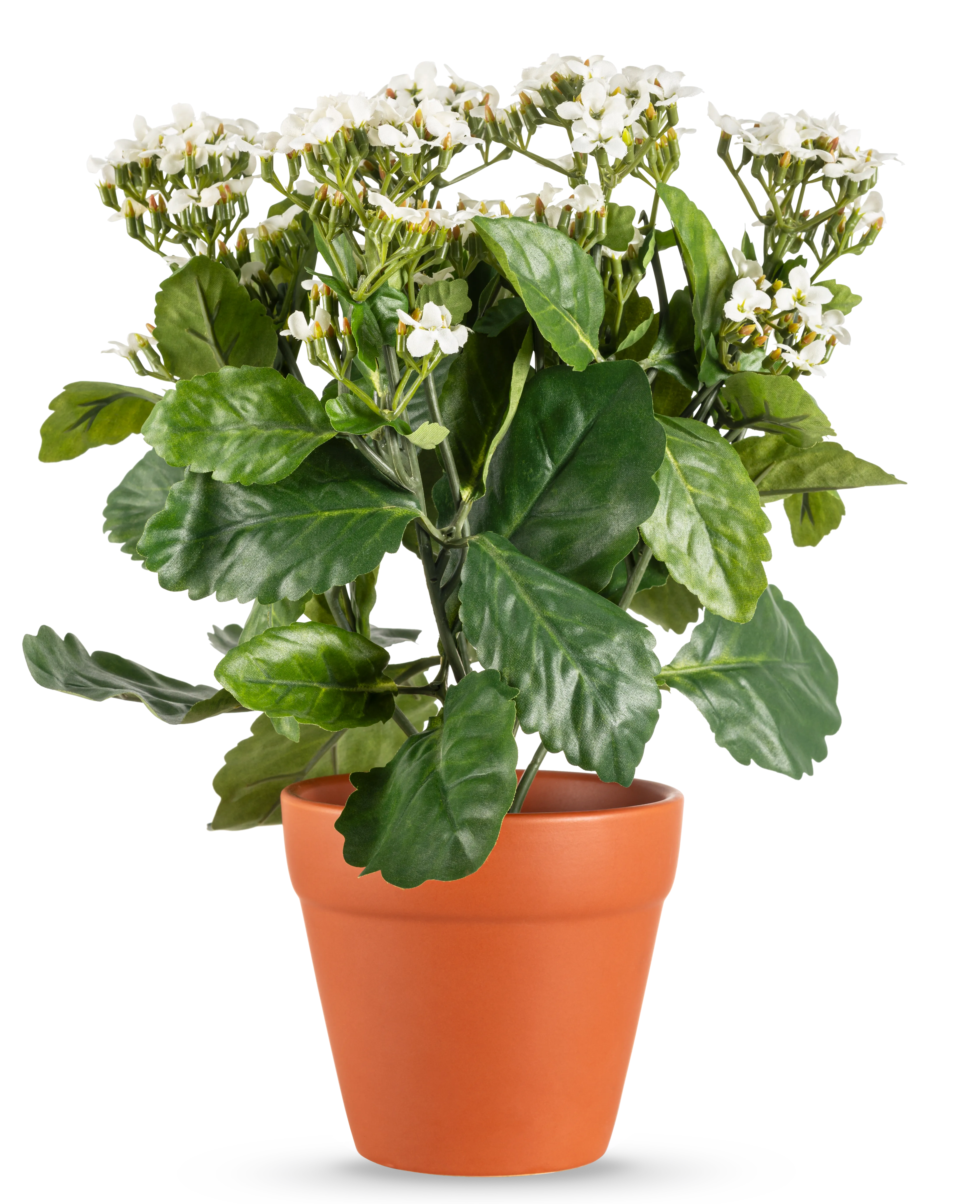 Miniatuur 1