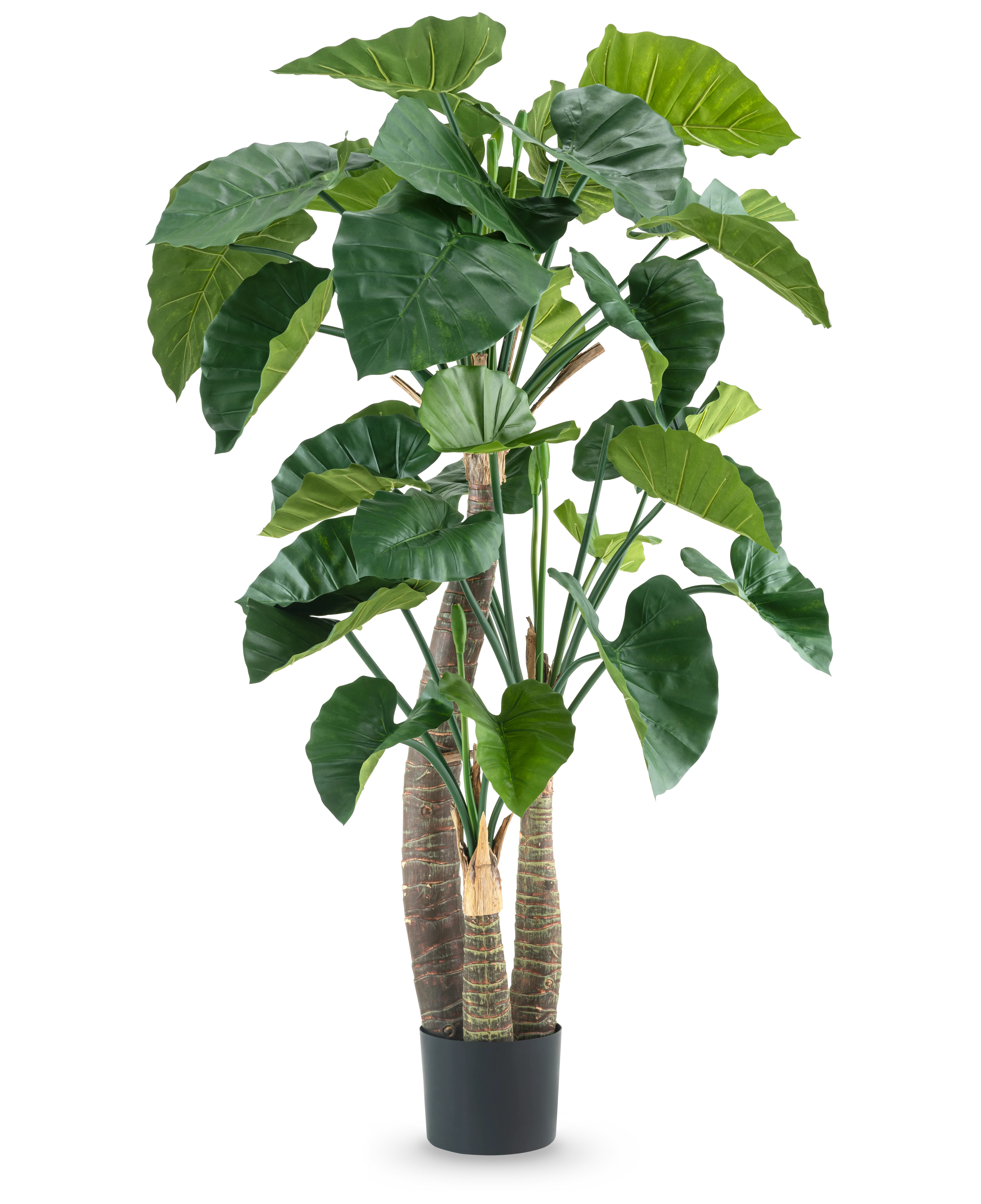 Miniatuur 1