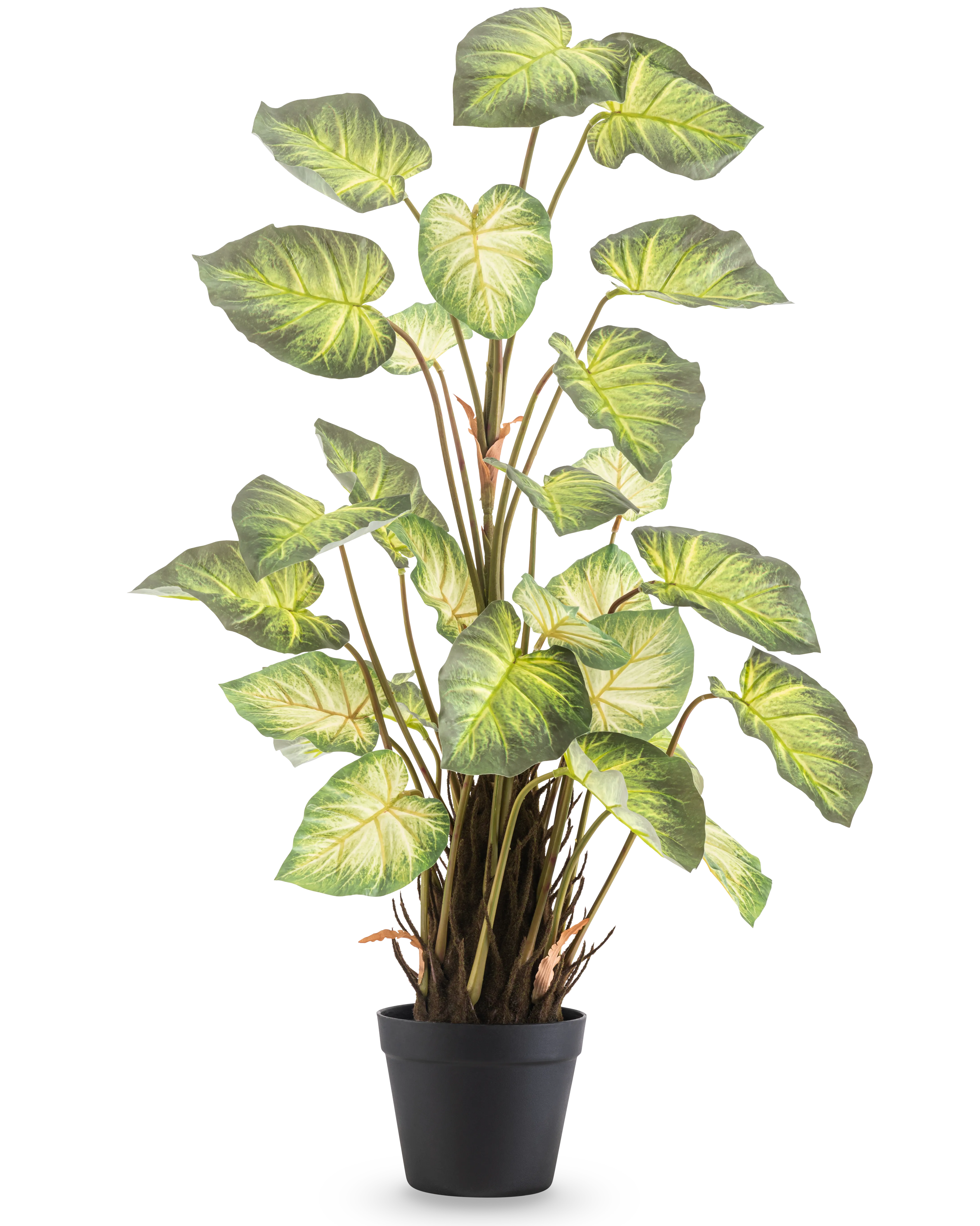 Miniatuur 1