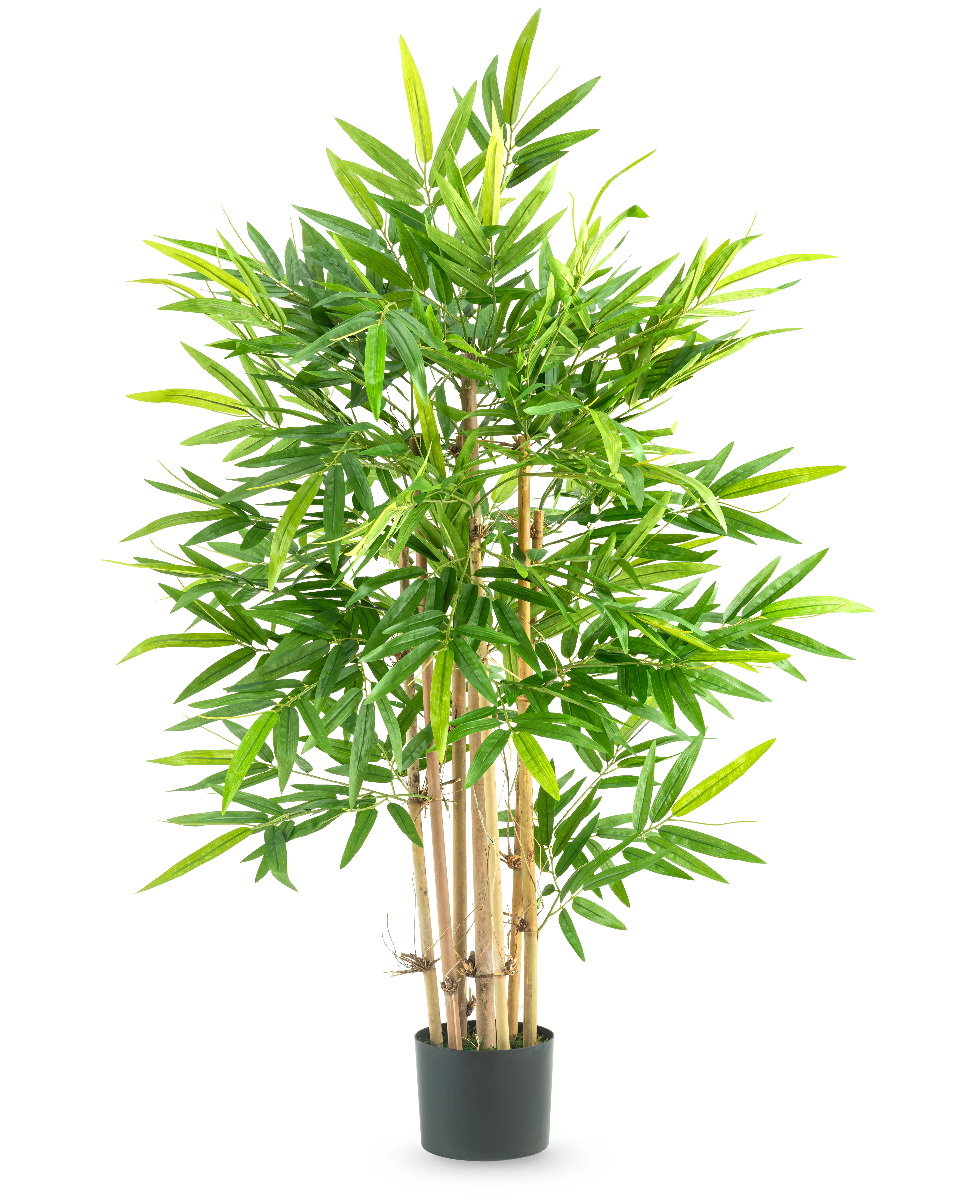 Miniatuur 1