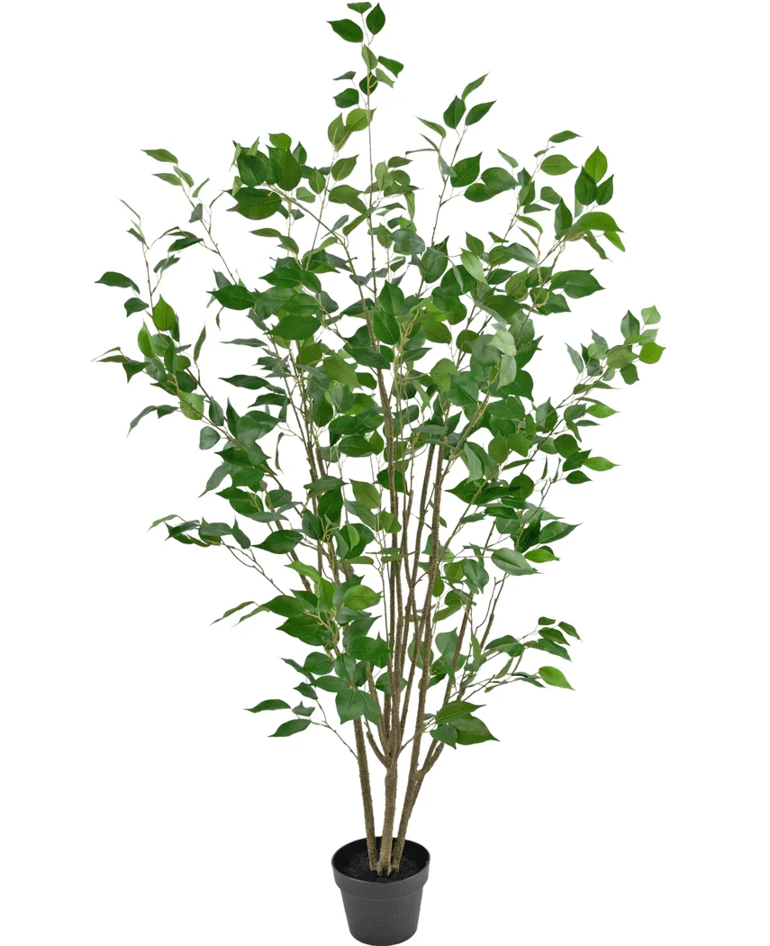 Miniatuur 1
