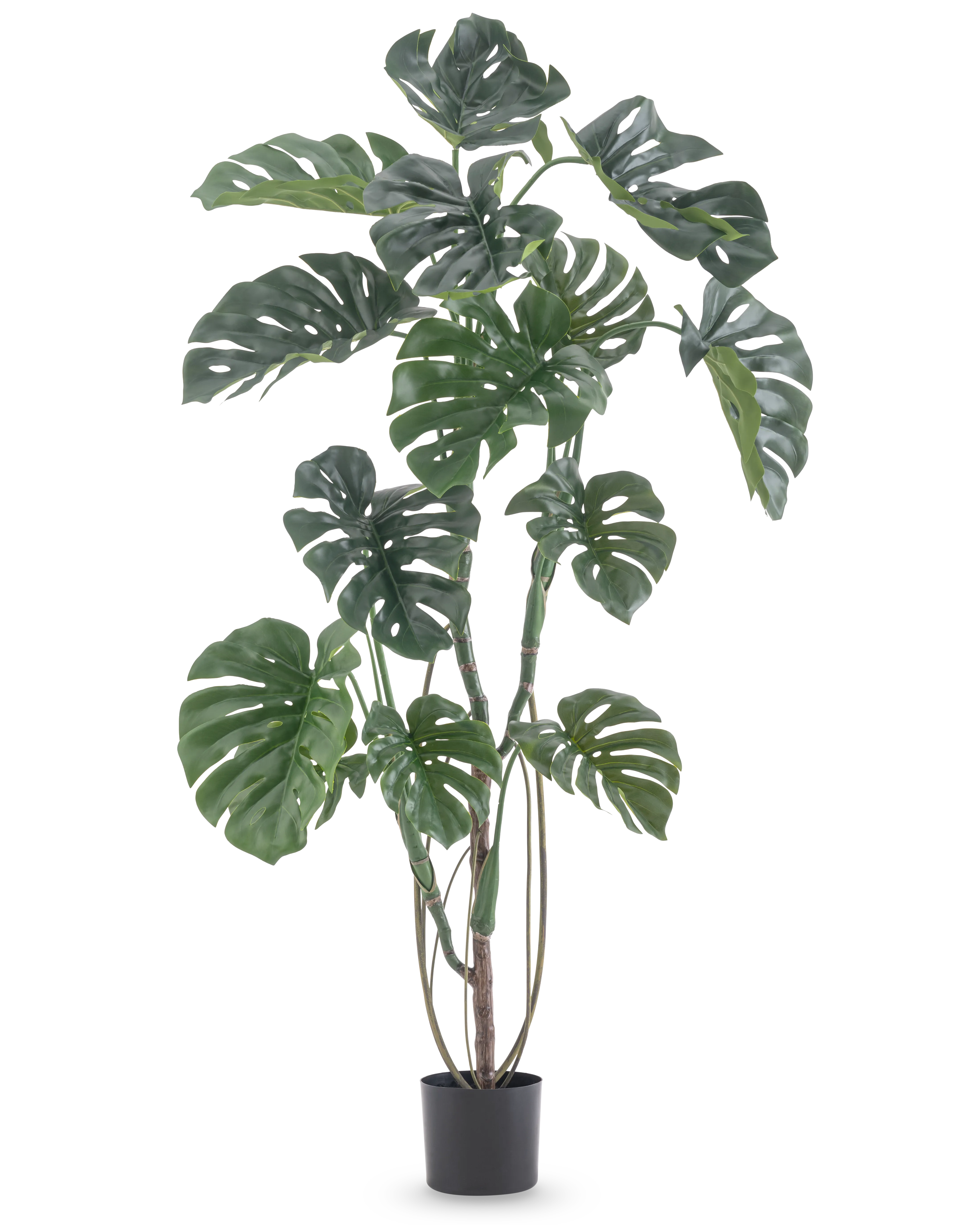 Miniatuur 1