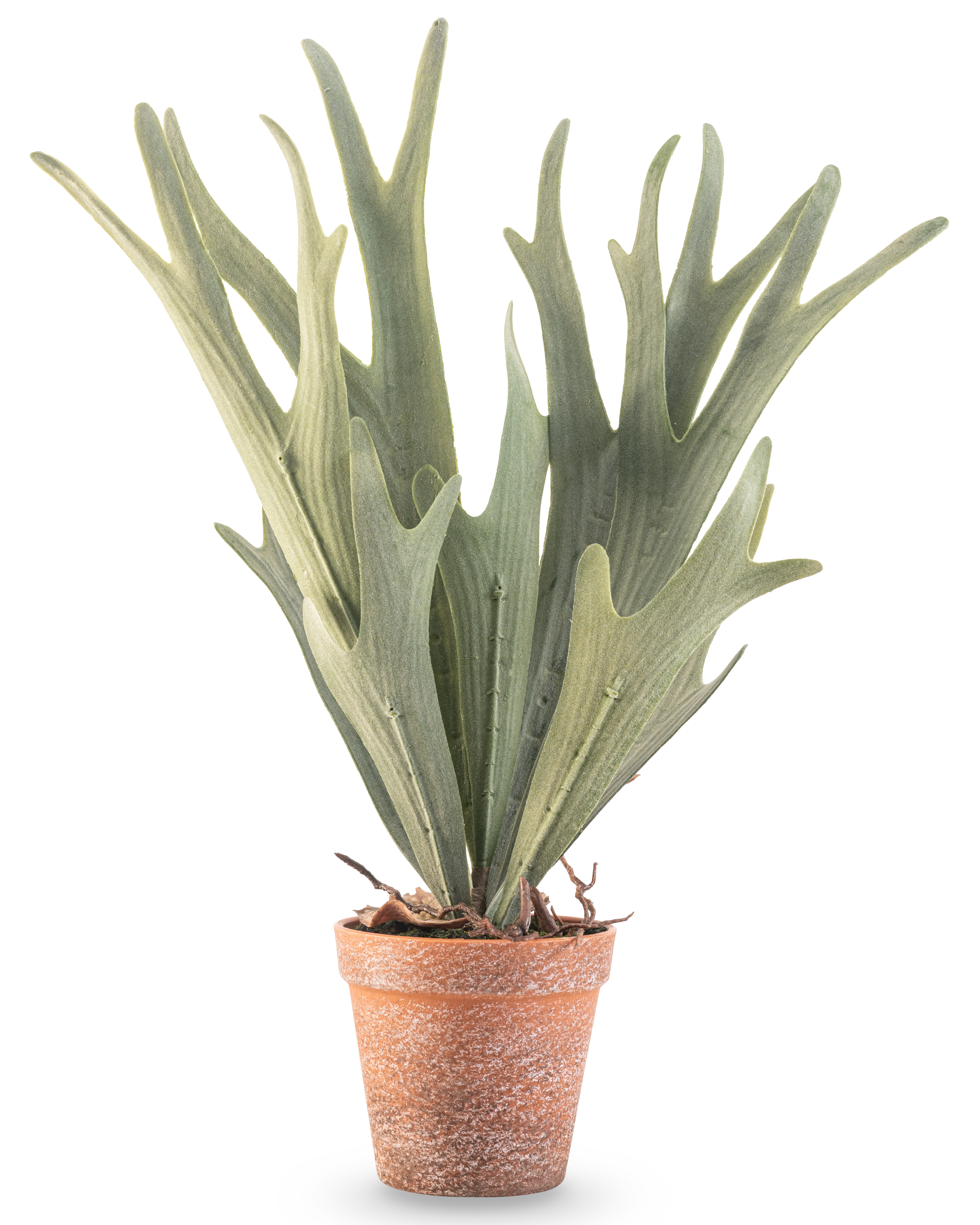 Miniatuur 1