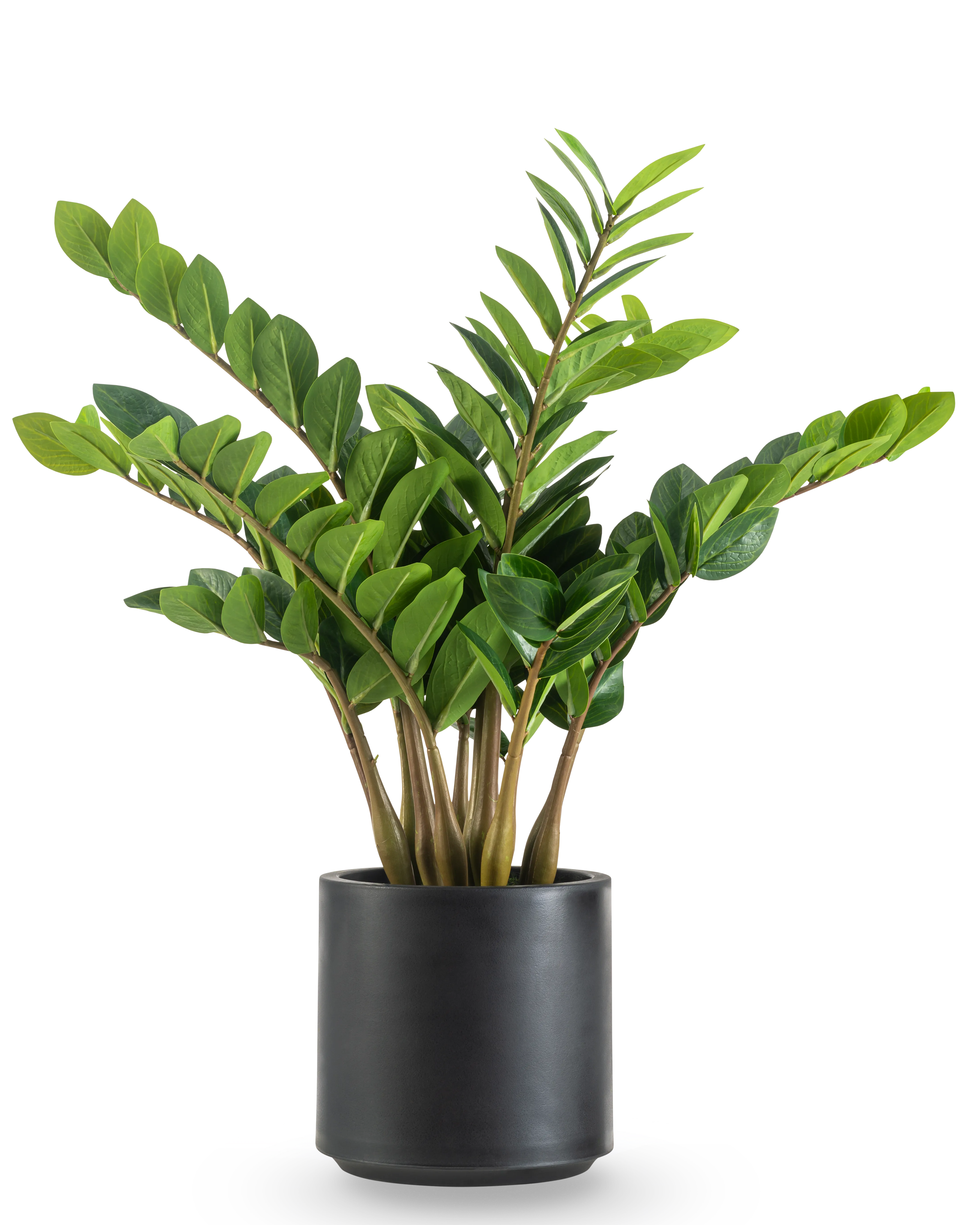 Miniatuur 1