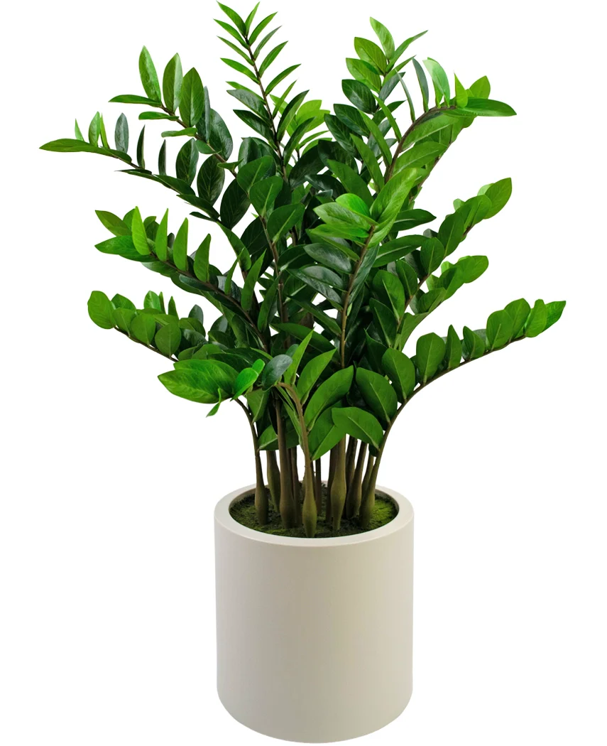 Miniatuur 1