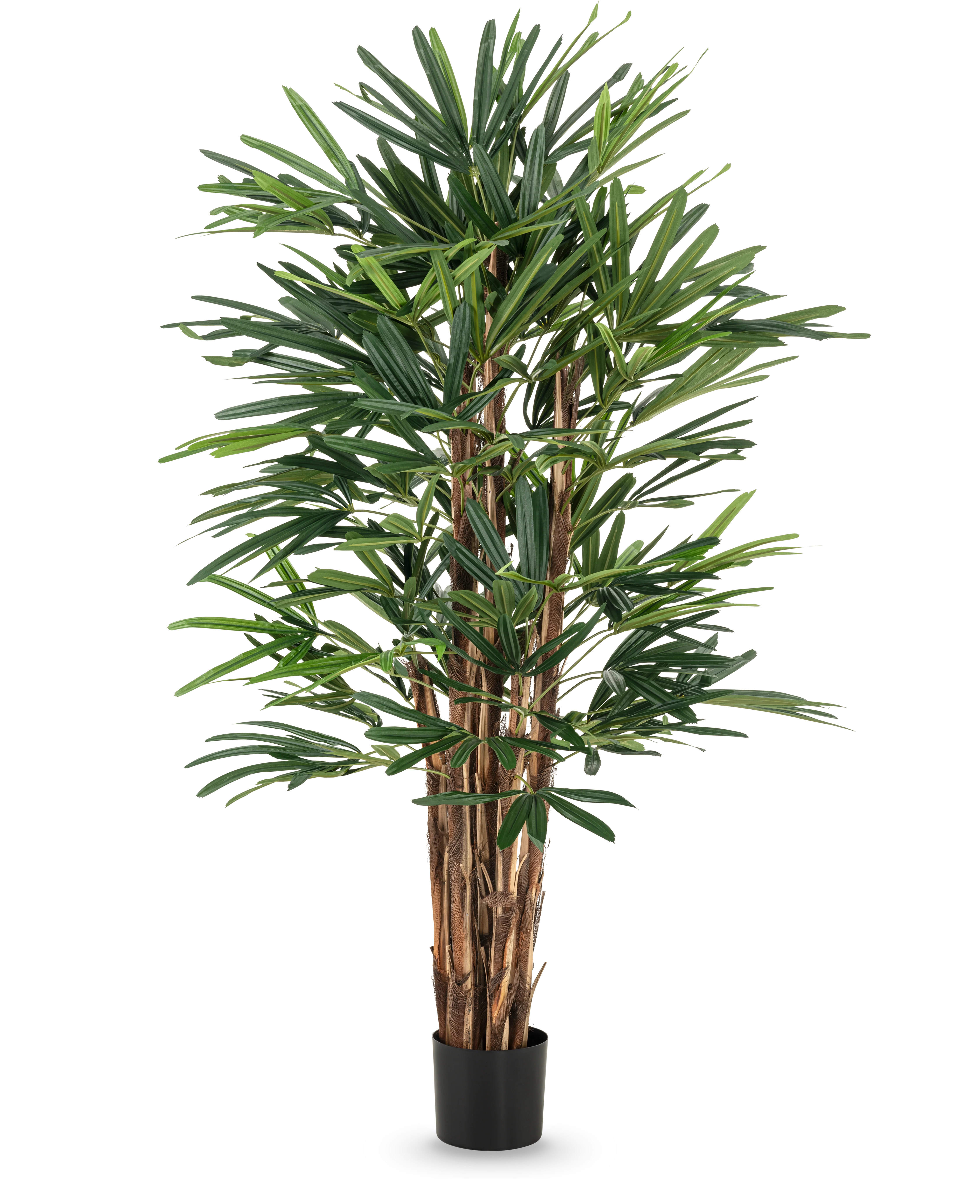 Miniatuur 1